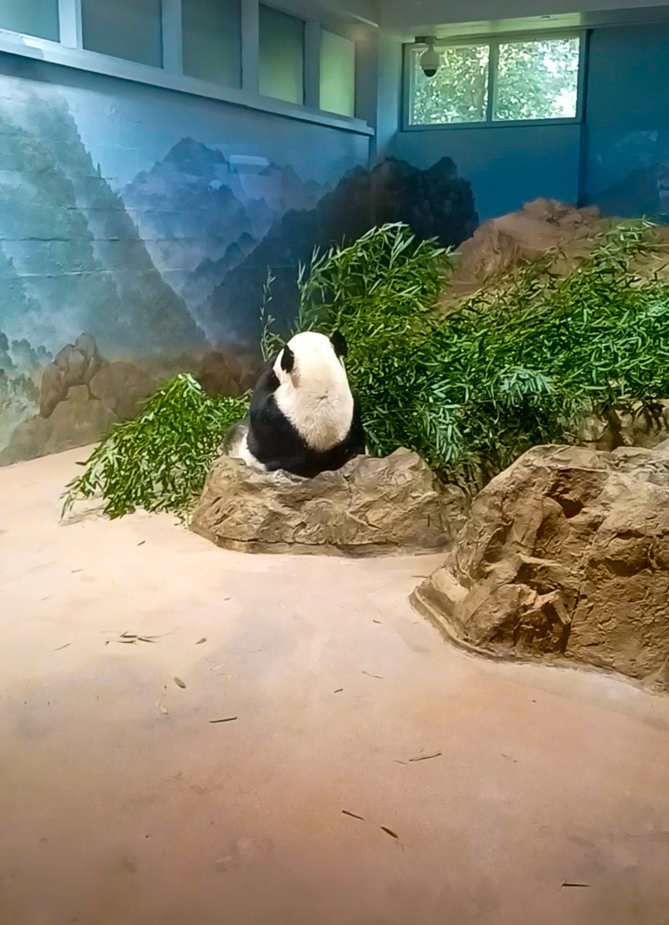 A giant panda turns his back at Washington DC's National Zoo