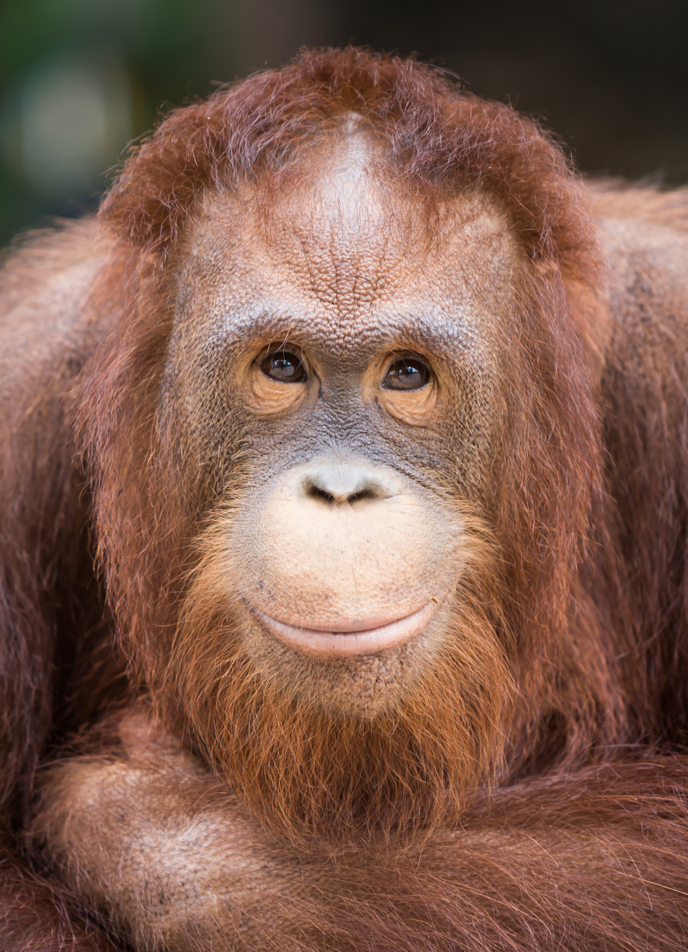 Photo of a beautiful orangutan (stock photo)