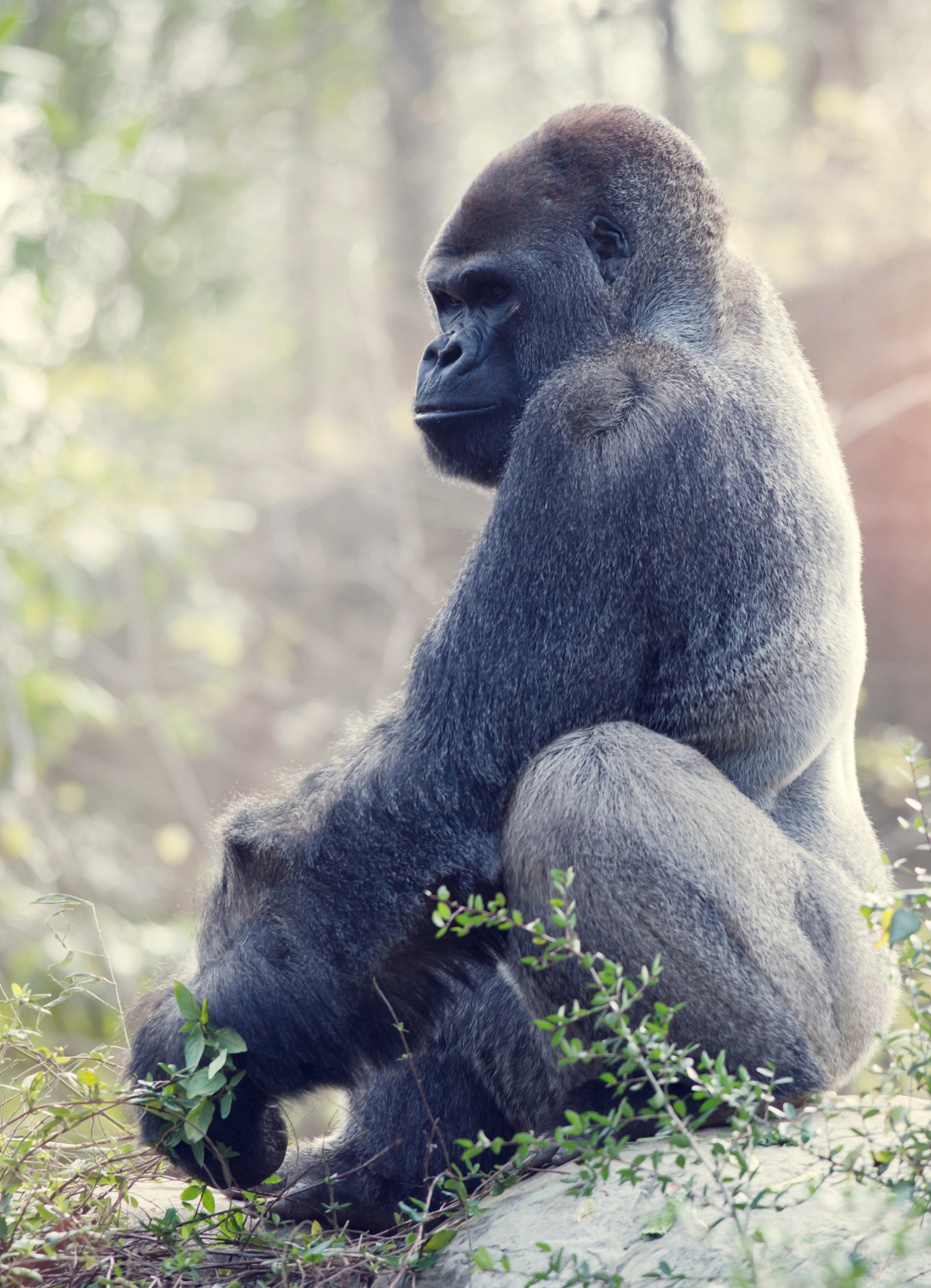 Stock photo of a black gorilla