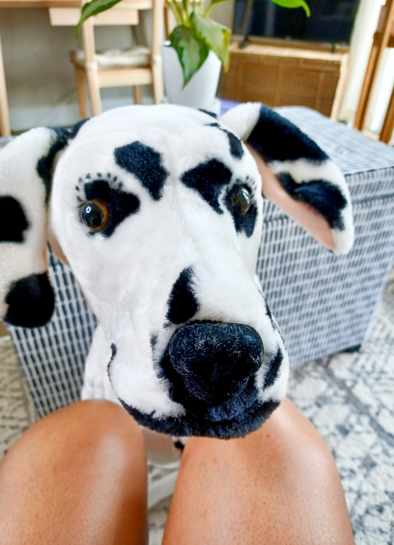 A Melissa and Doug Dalmatian is shown close up