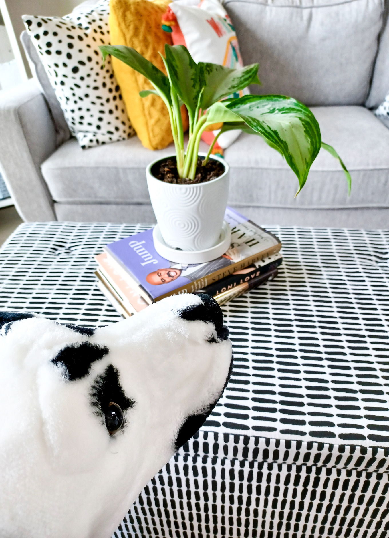 Dog peeks at plant on black and white coffee table