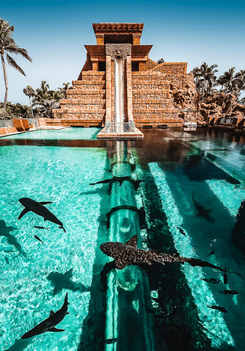 Photo of a steep Mayan waterslide that goes into shark-filled waters
