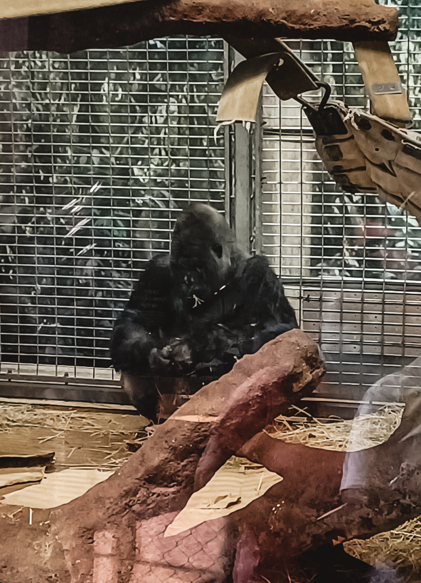 A gorilla sits in the corner and eats at Washington DC's National Zoo