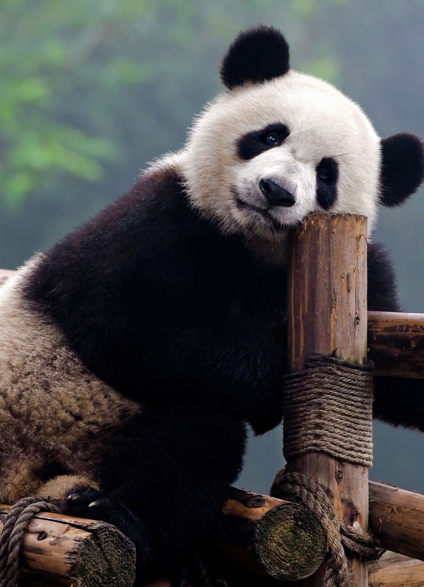 Photo of a giant panda (stock photo)