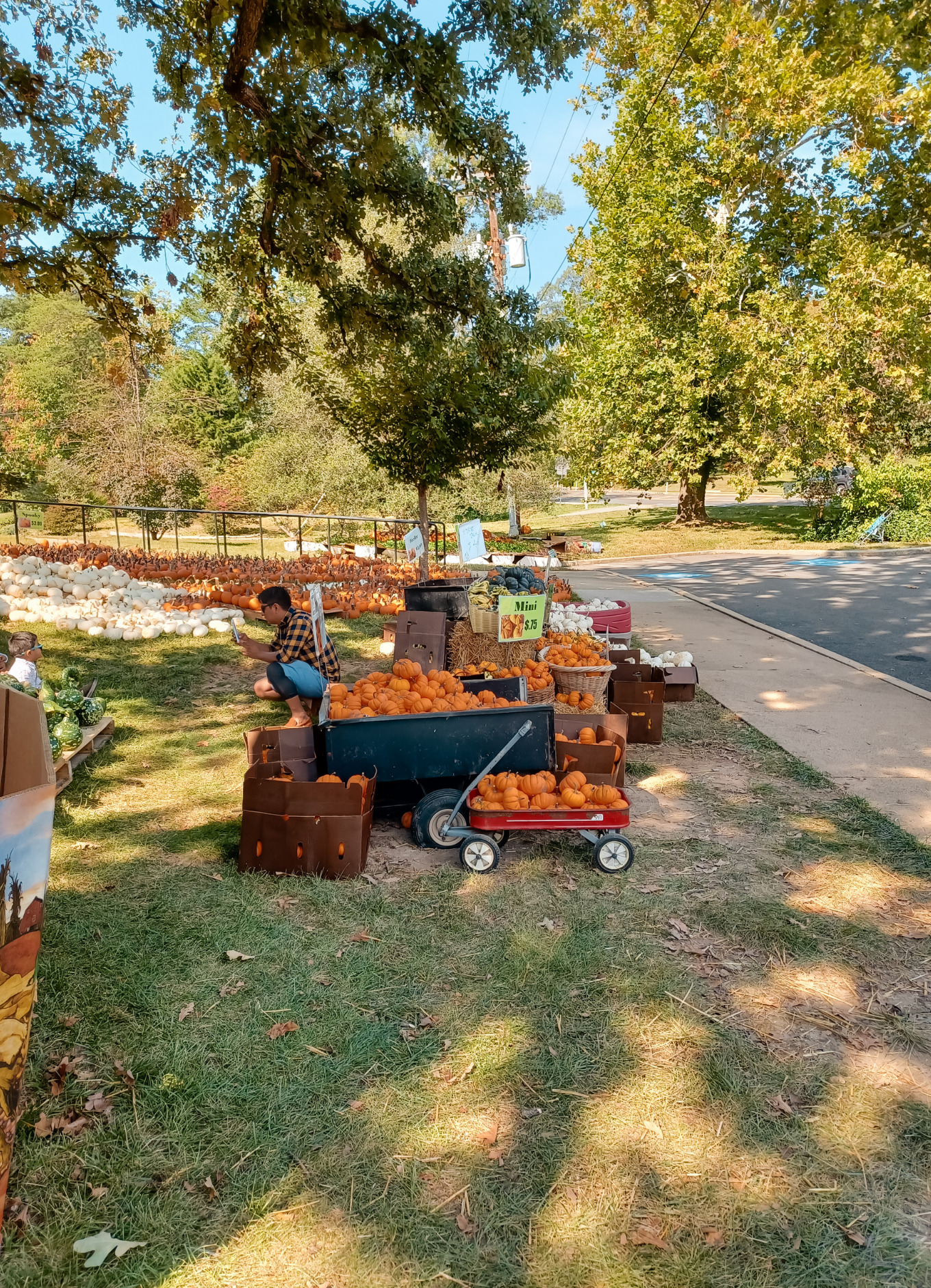 a wagon full of pumpkins in Alexandria, Virginia