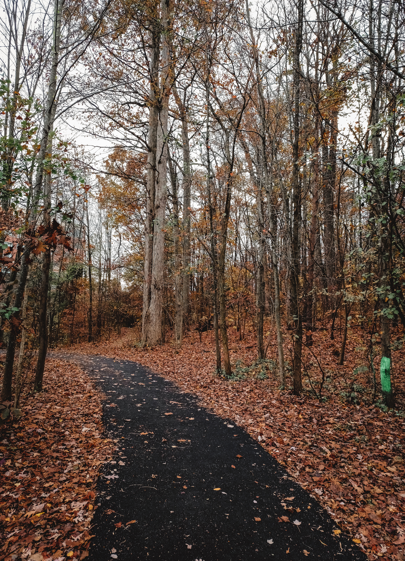 a wooded trail in fall in Kingstowne, Virginia